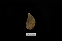 藏品(似殼菜蛤)的圖片